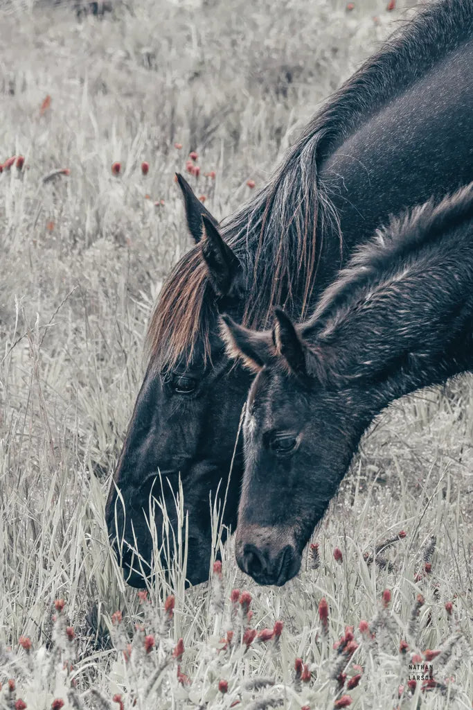 New Graze II by Nathan Larson. SKU 98715h. Archival Giclee Fine art print for wall decor.