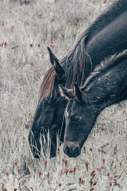 New Graze II by Nathan Larson. SKU 98715h. Archival Giclee Fine art print for wall decor.