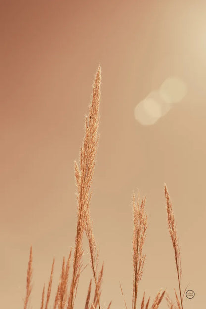 Noon Grasses I by Nathan Larson. SKU 75735h. Archival Giclee Fine art print for wall decor.