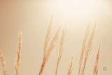Noon Grasses II by Nathan Larson. SKU 75736i. Archival Giclee Fine art print for wall decor.