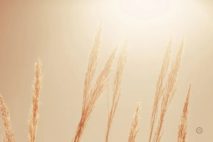 Noon Grasses II by Nathan Larson. SKU 75736i. Archival Giclee Fine art print for wall decor.