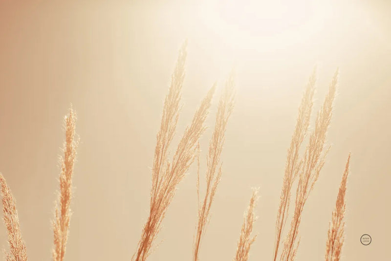 Noon Grasses II by Nathan Larson. SKU 75736i. Archival Giclee Fine art print for wall decor.