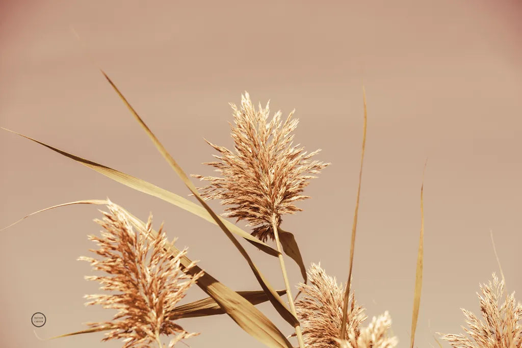 Noon Grasses III by Nathan Larson. SKU 75737i. Archival Giclee Fine art print for wall decor.