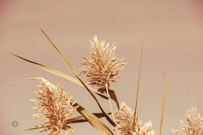 Noon Grasses III by Nathan Larson. SKU 75737i. Archival Giclee Fine art print for wall decor.