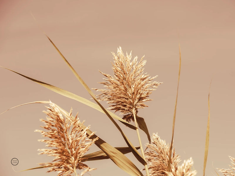 Noon Grasses III Crop by Nathan Larson
