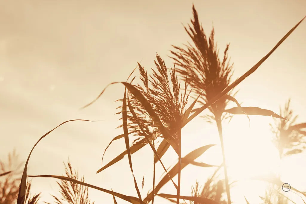 Noon Grasses IV by Nathan Larson. SKU 75738i. Archival Giclee Fine art print for wall decor.