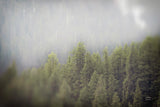 Northern Forests by Nathan Larson. SKU 82412i. Archival Giclee Fine art print for wall decor.
