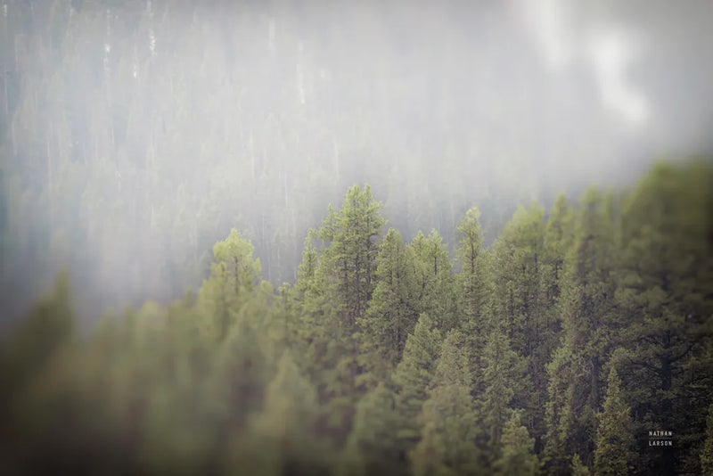 Northern Forests by Nathan Larson. SKU 82412i. Archival Giclee Fine art print for wall decor.