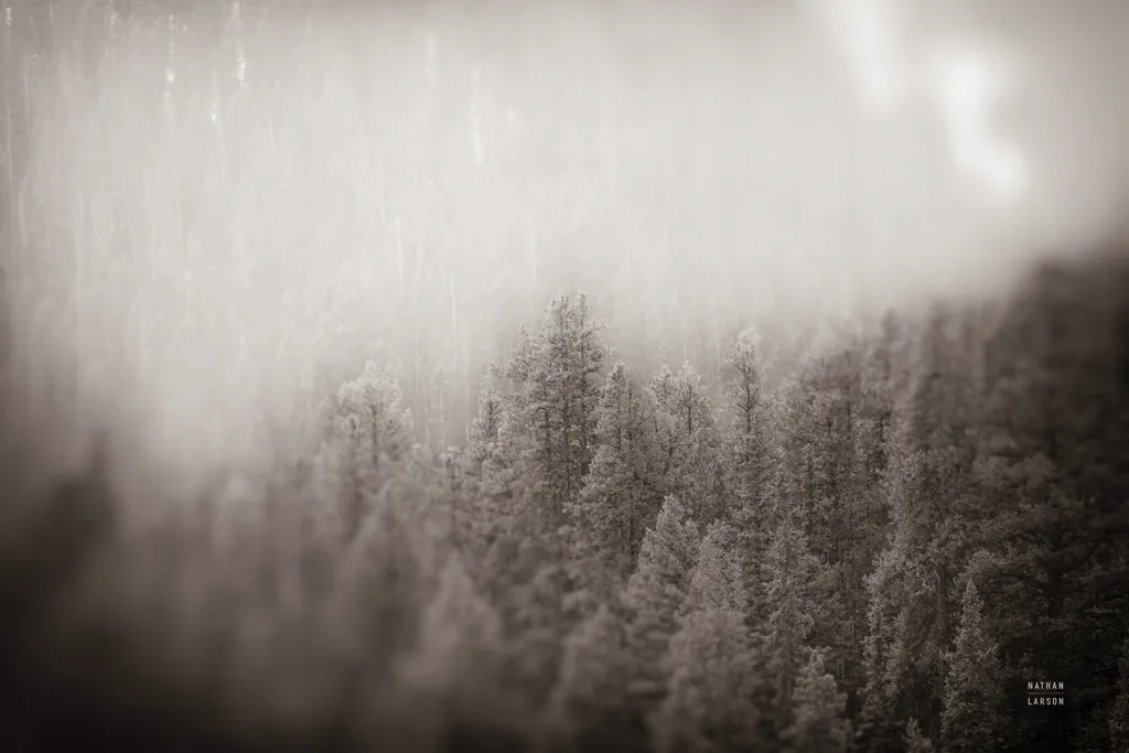 Northern Forests BW by Nathan Larson. SKU 82413i. Archival Giclee Fine art print for wall decor.