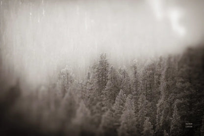 Northern Forests BW by Nathan Larson. SKU 82413i. Archival Giclee Fine art print for wall decor.