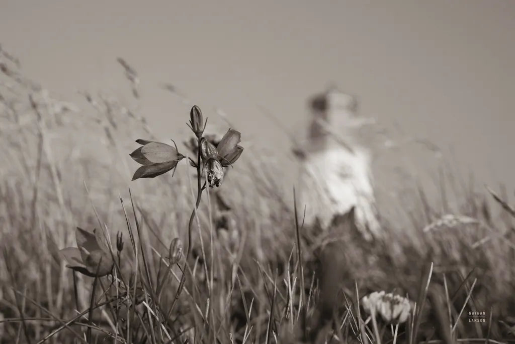 Nova Scotia Coast Sepia by Nathan Larson. SKU 101657i. Archival Giclee Fine art print for wall decor.