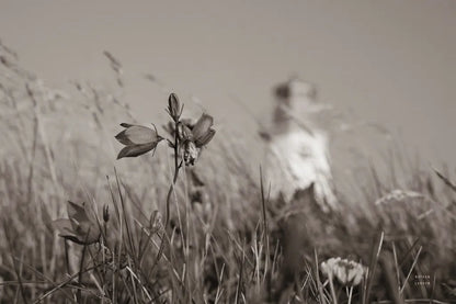 Nova Scotia Coast Sepia by Nathan Larson. SKU 101657i. Archival Giclee Fine art print for wall decor.