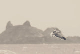 Oceanside Flight by Nathan Larson. SKU 91852i. Archival Giclee Fine art print for wall decor.