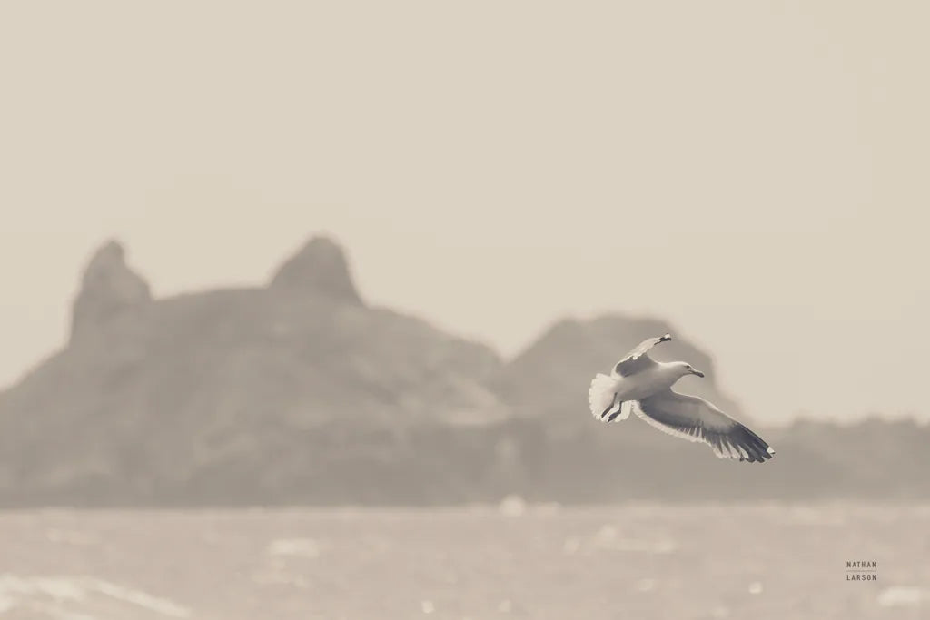 Oceanside Flight by Nathan Larson. SKU 91852i. Archival Giclee Fine art print for wall decor.