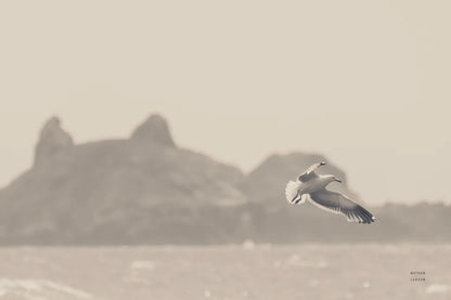 Oceanside Flight by Nathan Larson. SKU 91852i. Archival Giclee Fine art print for wall decor.