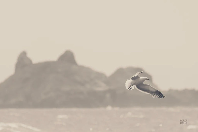 Oceanside Flight by Nathan Larson. SKU 91852i. Archival Giclee Fine art print for wall decor.