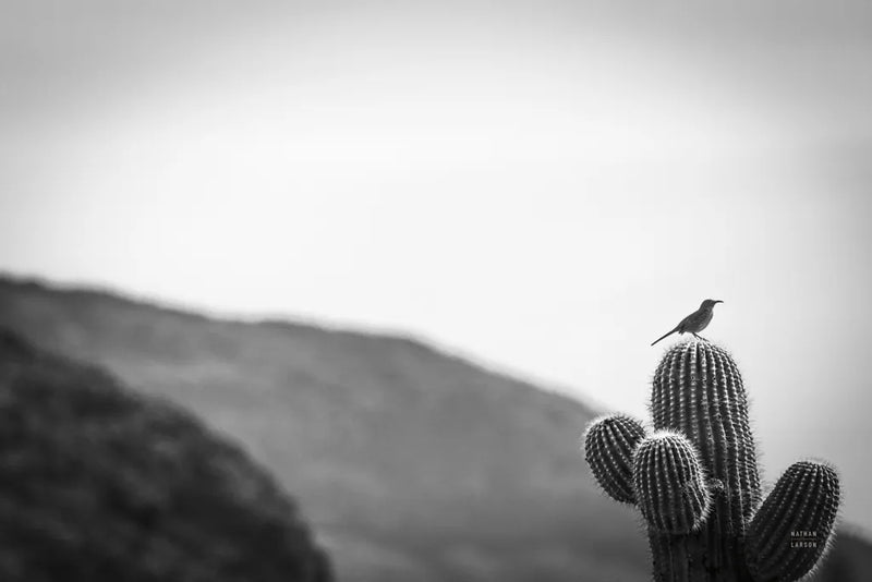 On Guard by Nathan Larson. SKU 90436i. Archival Giclee Fine art print for wall decor.
