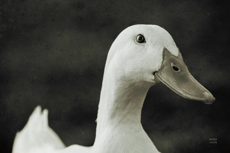 On the Pond by Nathan Larson