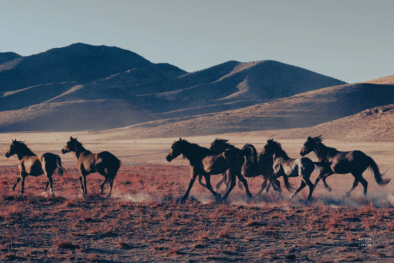 Onaqui Band by Nathan Larson