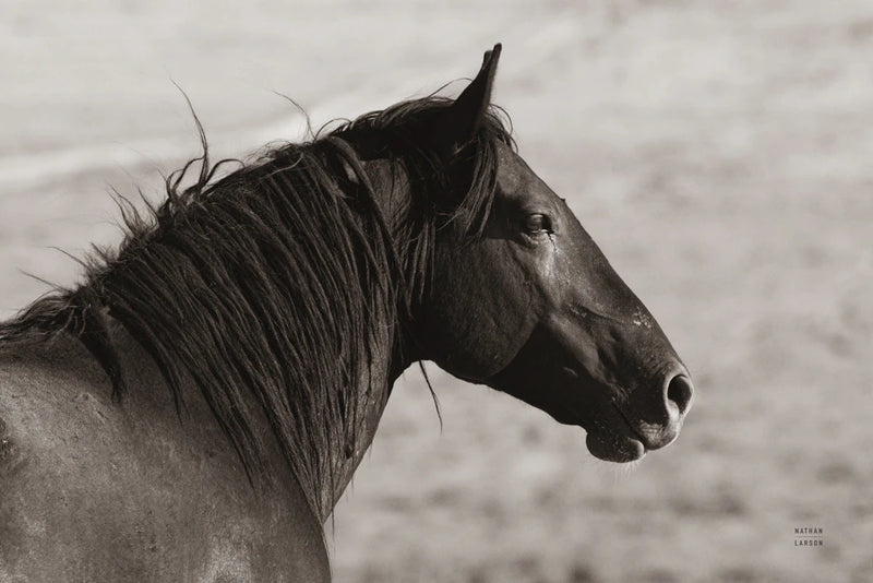 Onaqui Stallion by Nathan Larson