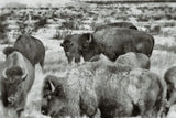 Open Range I by Nathan Larson. SKU 84327i. Archival Giclee Fine art print for wall decor.