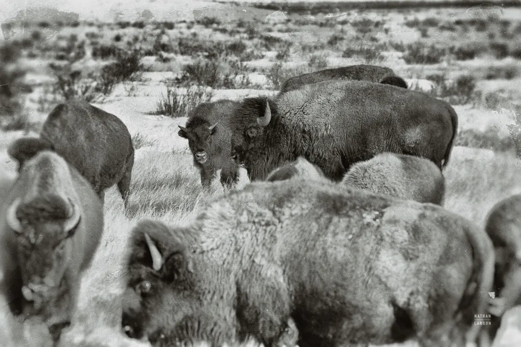 Open Range I by Nathan Larson. SKU 84327i. Archival Giclee Fine art print for wall decor.