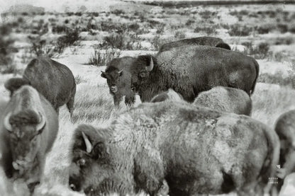 Open Range I by Nathan Larson. SKU 84327i. Archival Giclee Fine art print for wall decor.