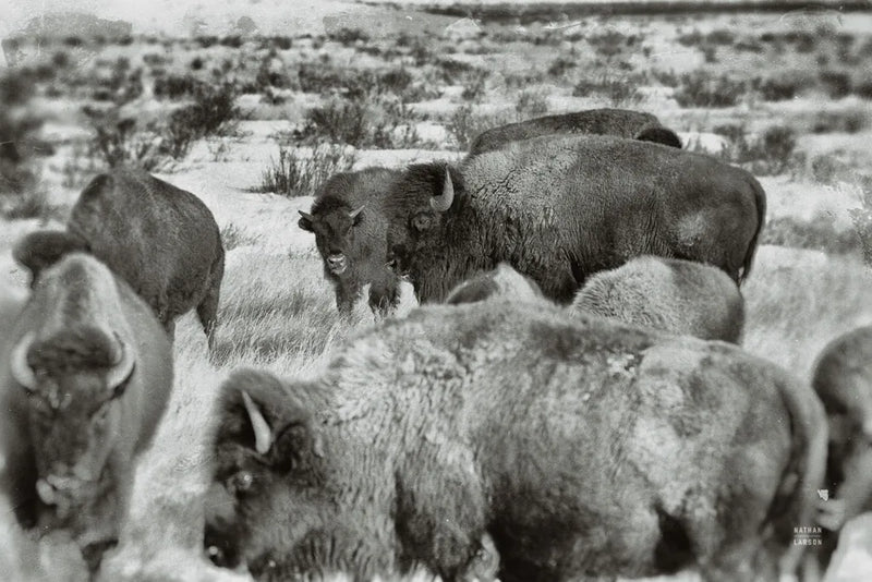Open Range I by Nathan Larson. SKU 84327i. Archival Giclee Fine art print for wall decor.