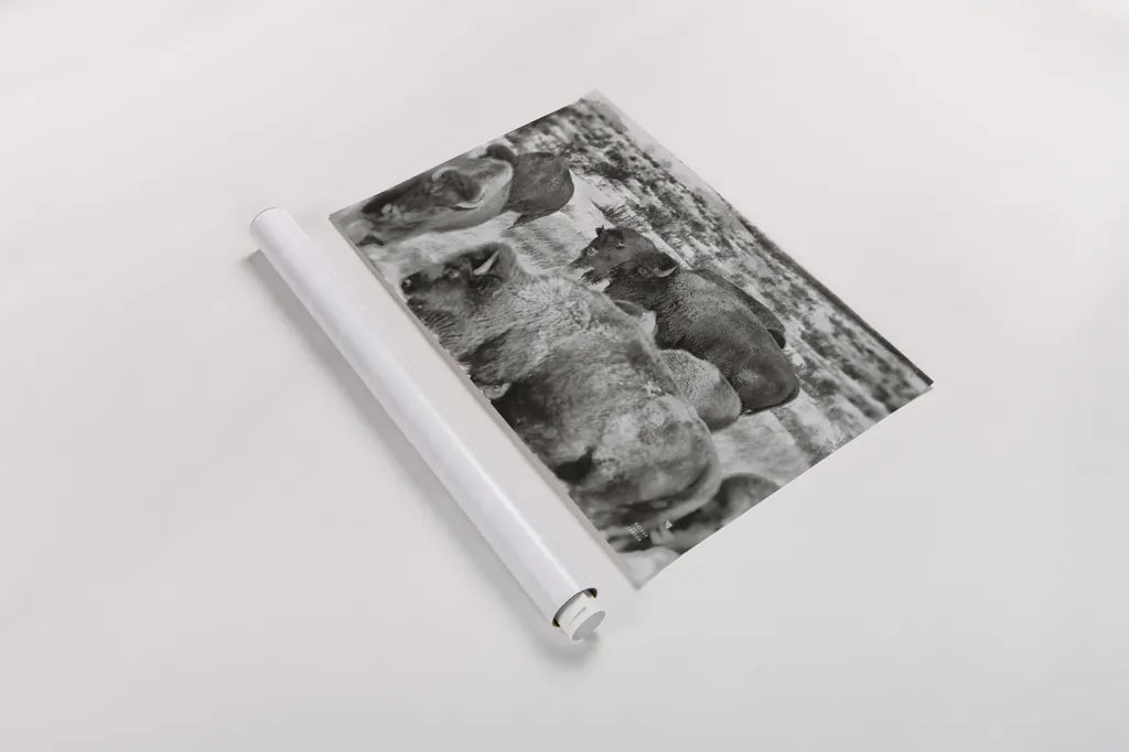 Open Range I by Nathan Larson. shown as a rolled paper print. Available as archival giclee rolled canvas, fine art paper, or poster print. SKU 84327i.