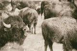 Open Range II by Nathan Larson. SKU 84328i. Archival Giclee Fine art print for wall decor.