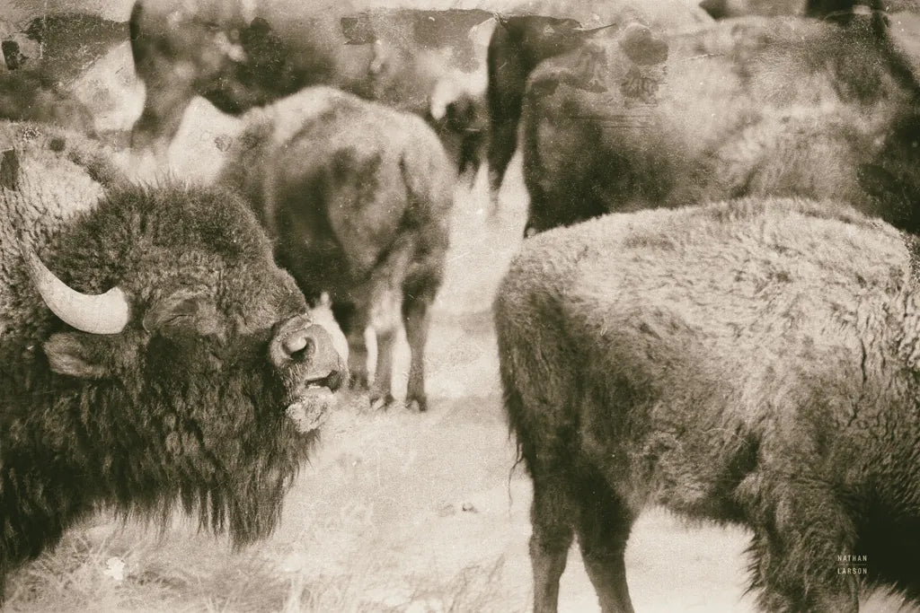 Open Range II by Nathan Larson. SKU 84328i. Archival Giclee Fine art print for wall decor.