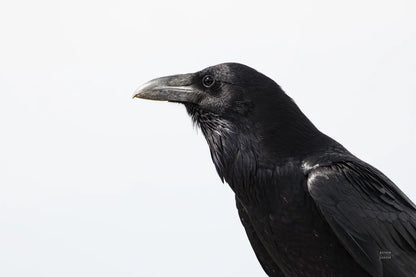 Organ Pipe Cactus Raven Portrait I by Nathan Larson. SKU 91334i. Archival Giclee Fine art print for wall decor.