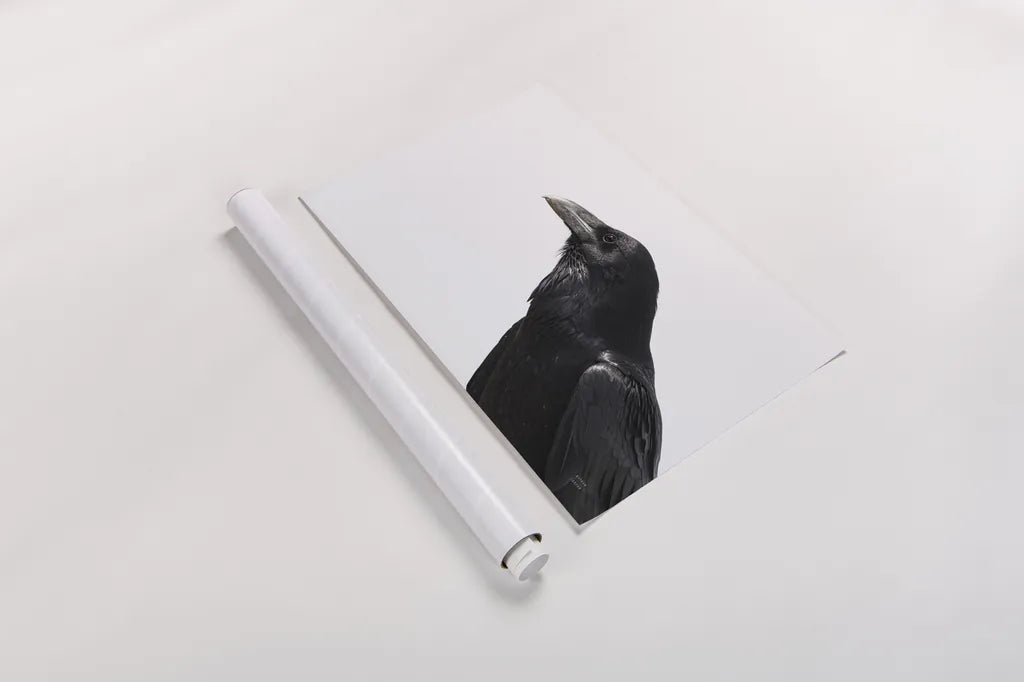 Organ Pipe Cactus Raven Portrait I by Nathan Larson. shown as a rolled paper print. Available as archival giclee rolled canvas, fine art paper, or poster print. SKU 91334i.