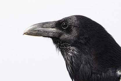 Organ Pipe Cactus Raven Portrait II by Nathan Larson. SKU 91335i. Archival Giclee Fine art print for wall decor.