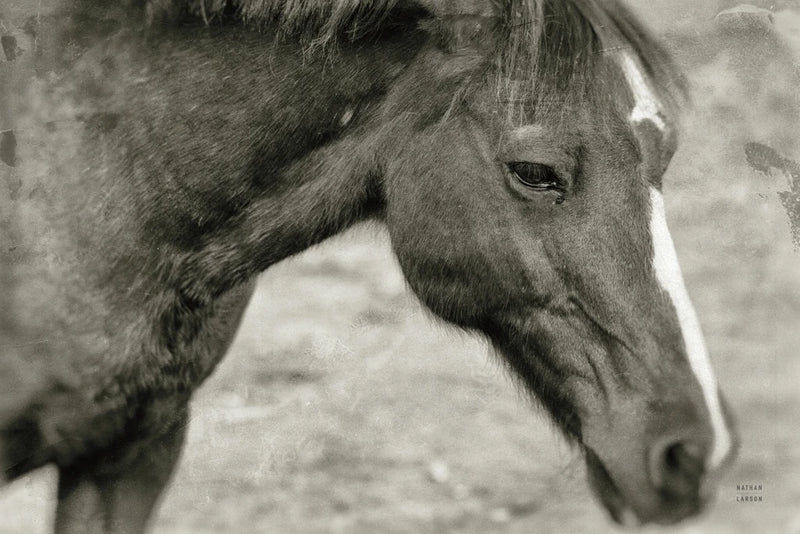 Paddock Days by Nathan Larson