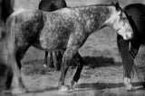 Painted Pony by Nathan Larson. SKU 99383i. Archival Giclee Fine art print for wall decor.