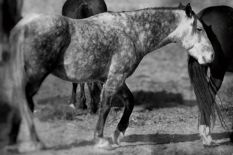 Painted Pony by Nathan Larson. SKU 99383i. Archival Giclee Fine art print for wall decor.