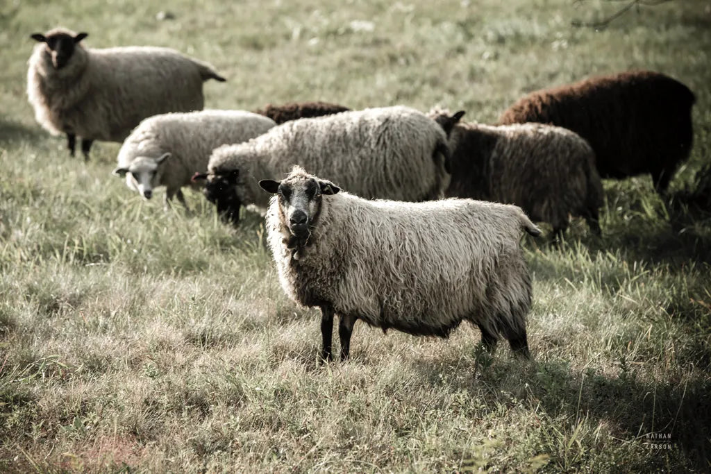 Pastures by Nathan Larson. SKU 83983i. Archival Giclee Fine art print for wall decor.