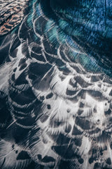 Peacock Study I by Nathan Larson. SKU 81192h. Archival Giclee Fine art print for wall decor.