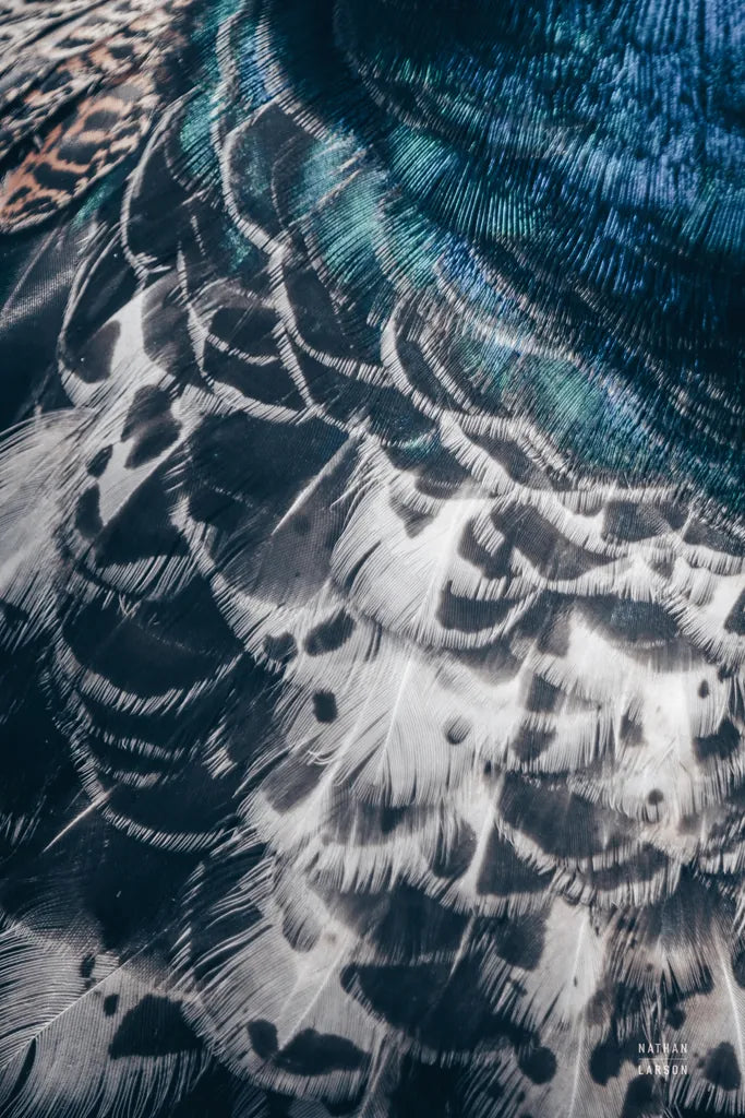 Peacock Study I by Nathan Larson. SKU 81192h. Archival Giclee Fine art print for wall decor.
