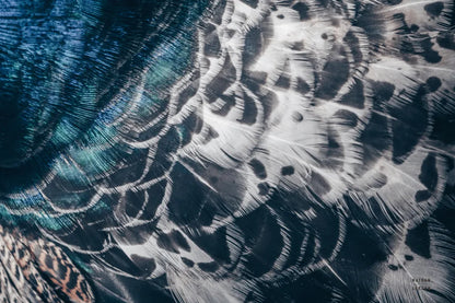 Peacock Study I Horizontal by Nathan Larson. SKU 89940i. Archival Giclee Fine art print for wall decor.