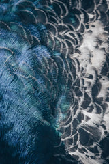 Peacock Study II by Nathan Larson. SKU 81193h. Archival Giclee Fine art print for wall decor.