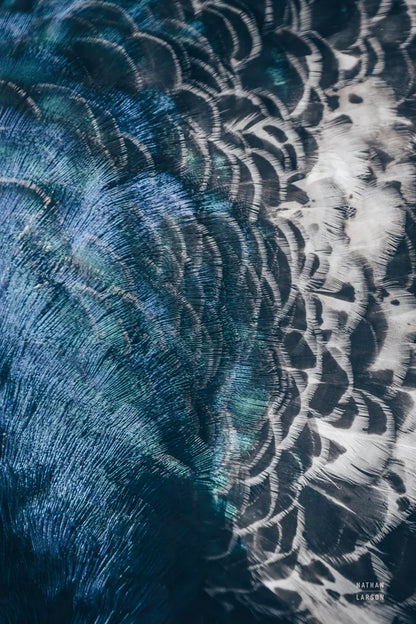 Peacock Study II by Nathan Larson. SKU 81193h. Archival Giclee Fine art print for wall decor.