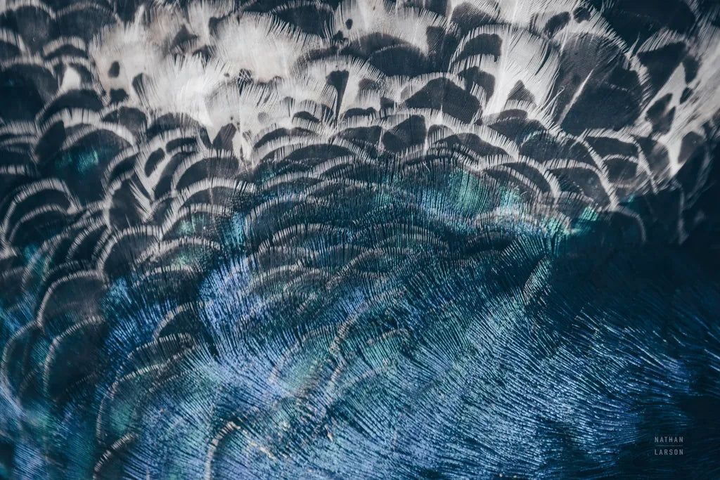 Peacock Study II Horizontal by Nathan Larson. SKU 89941i. Archival Giclee Fine art print for wall decor.