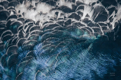 Peacock Study II Horizontal by Nathan Larson. SKU 89941i. Archival Giclee Fine art print for wall decor.