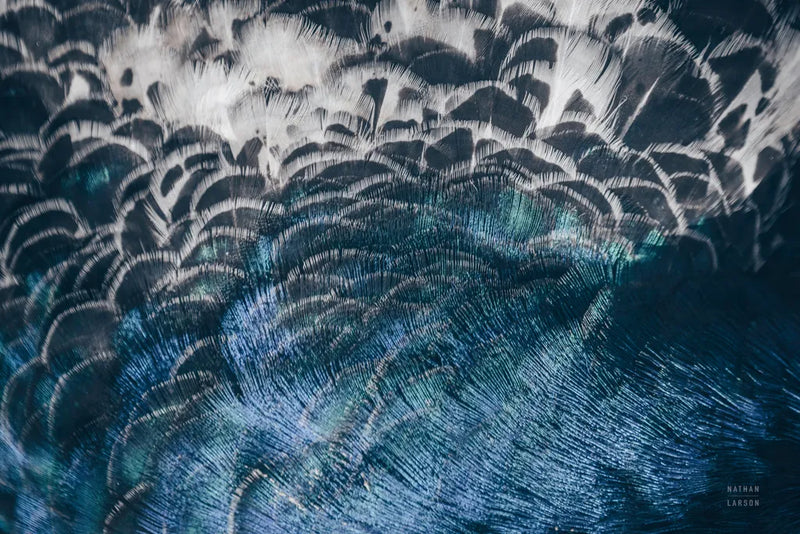 Peacock Study II Horizontal by Nathan Larson. SKU 89941i. Archival Giclee Fine art print for wall decor.