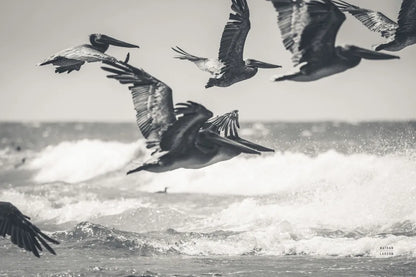 Pelican Beach by Nathan Larson. SKU 90480i. Archival Giclee Fine art print for wall decor.