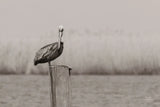 Pelican Stories by Nathan Larson. SKU 98723i. Archival Giclee Fine art print for wall decor.