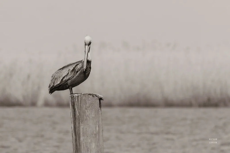 Pelican Stories by Nathan Larson. SKU 98723i. Archival Giclee Fine art print for wall decor.