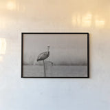 Pelican Stories by Nathan Larson. shown as a paper print in a black flame. Available as a archival giclee rolled canvas, fine art paper, or poster print. SKU 98723i.